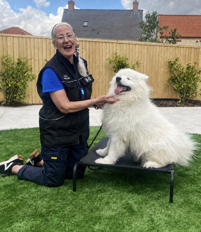 Anna training a Samoyed on a raised bed in a Lincoln garden