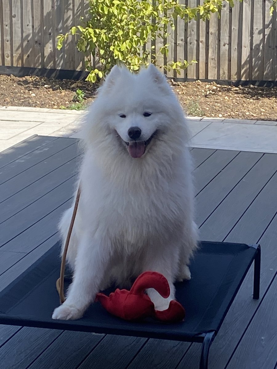 A calm Samoyed settled on a raised bed in the garden